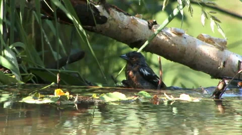 Finch bathes Video stock 25174123