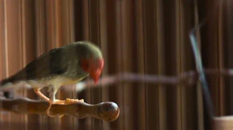 Finch bird in a cage with jumping from perch Stock Footage 34678469