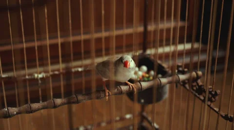 Finch bird in a cage with a nest full of eggs Stock Footage 34681699