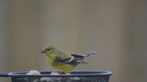 Finch at a bird feeder Видео 130684681