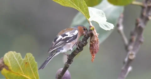 Finch Bird Feeding on Fig Fruit Stock Footage 330344391