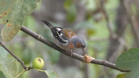 Finch Bird Feeding on Fig Fruit Stock Footage 330472890