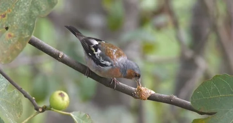 Finch Bird Feeding on Fig Fruit Stock Footage 331989225