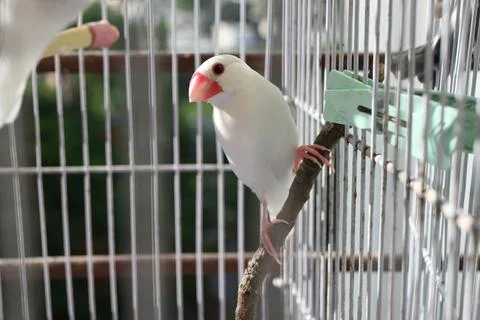 Finch Bird Inside The Cage Stock Photos