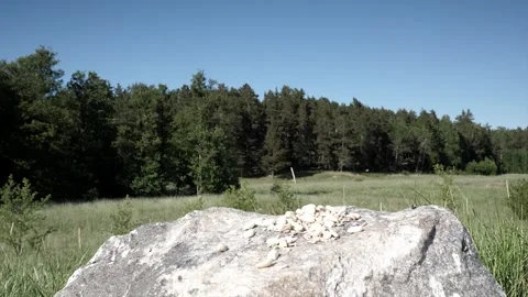 A finch bird makes a very nice landing in a farmer's field. Video stock 256150783
