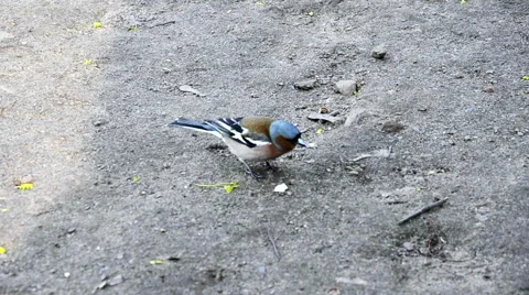 Finch bird picking some crunches on pavement Stock Footage 67154443
