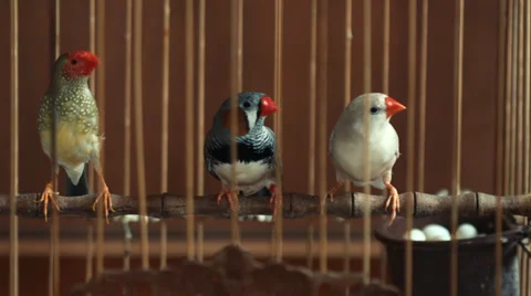 Finch birds in a cage with a nest full of eggs Stock Footage 34681247