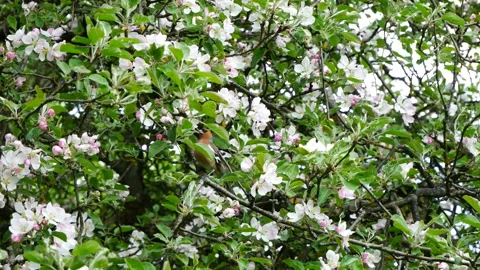 Finch on a branch of a blossoming apple tree. Video stock 241090734