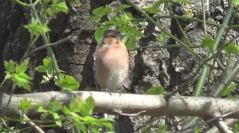 Finch on a branch 스톡 동영상 49523414