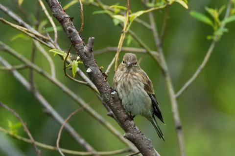 Finch on a branch Foto stock