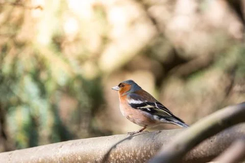 Finch on a branch Stock Photos