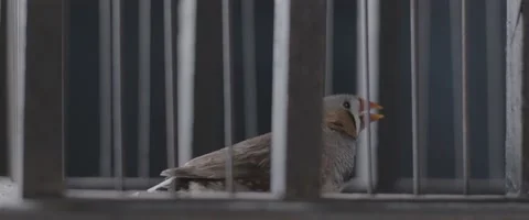 Finch In A Cage 1 Stock Footage 207767947