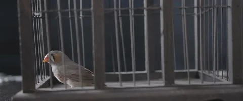 Finch In A Cage 10 Stock Footage 207768220