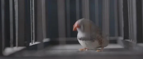 Finch In A Cage 11 Stock Footage 207768217