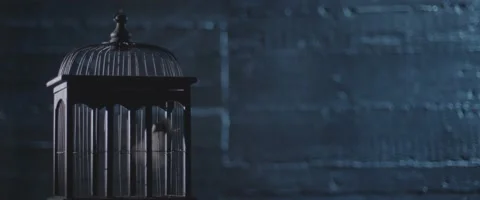 Finch In A Cage 12 Stock Footage 207768227