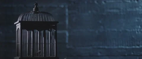 Finch In A Cage 13 Stock Footage 207768326