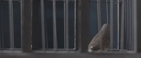 Finch In A Cage 3 Stock Footage 207768048