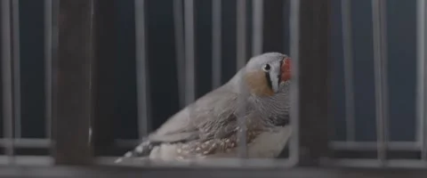 Finch In A Cage 3 Stock Footage 207768068