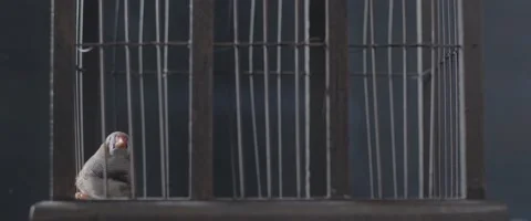 Finch In A Cage 4 Stock Footage 207767932