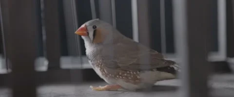 Finch In A Cage 5 Stock Footage 207768016