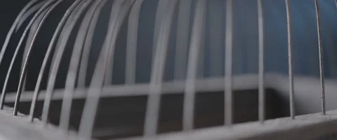 Finch In A Cage 6 Stock Footage 207767994