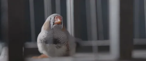 Finch In A Cage 7 Stock Footage 207768204