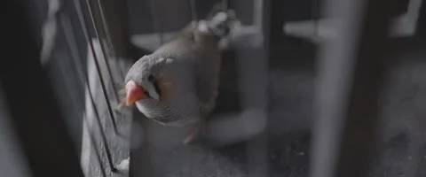 Finch In A Cage 9 Stock Footage 207768198