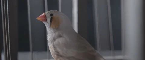 Finch In A Cage Close Up 8 Stock Footage 207768166