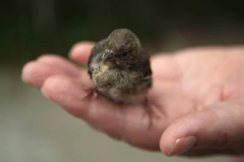 Finch chick in hand Foto stock