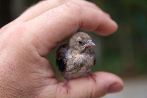 Finch chick Stock Photos