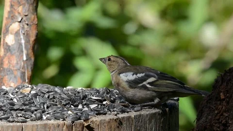 Finch eaten a seed. Stock Footage 76361074