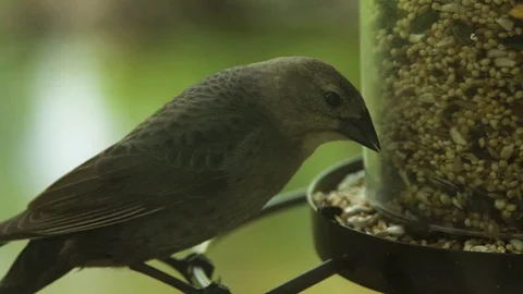Finch Eating from Bird Feeder Stock Footage 89907107