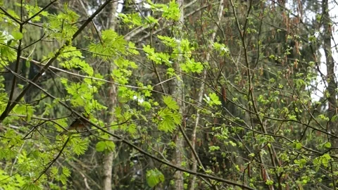 Finch eats tree seeds in the forest. Stock Footage 138030857