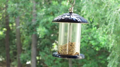Finch On Feeder (1 of 5) Stock Footage 39568664