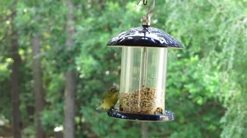Finch On Feeder (2 of 5) Stock Footage 39569189
