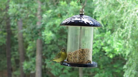 Finch On Feeder (3 of 5) Stock Footage 39569188