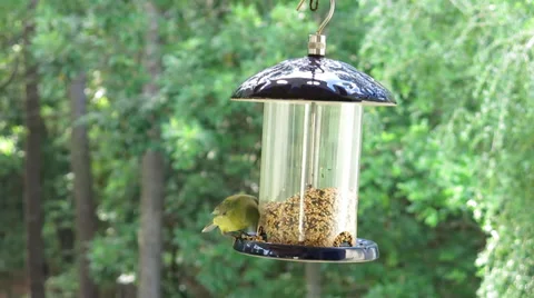 Finch On Feeder (4 of 5) Stock Footage 39565015