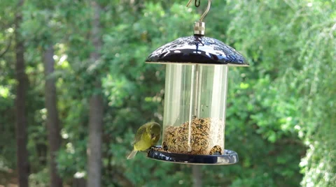 Finch On Feeder (5 of 5) Stock Footage 39569452