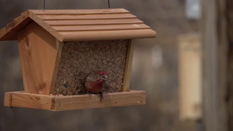 Finch feeding in New Mexico Stock Footage 92712012