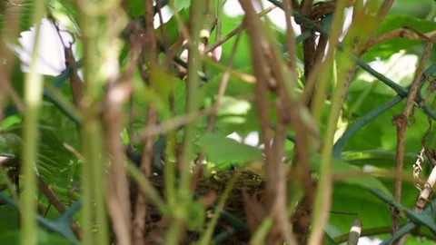 Finch feeds the chick in the nest. Stock Footage 91864051