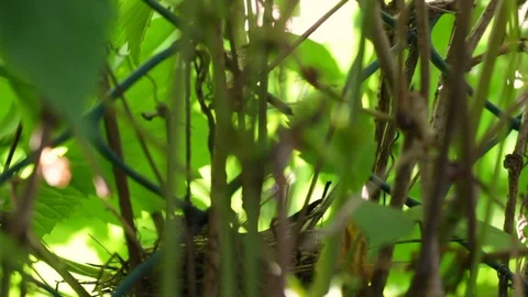 Finch feeds the chick in the nest. Stock Footage 91864055