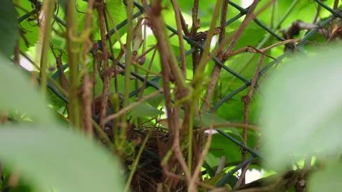 Finch feeds the chick in the nest. Stock Footage 91864156