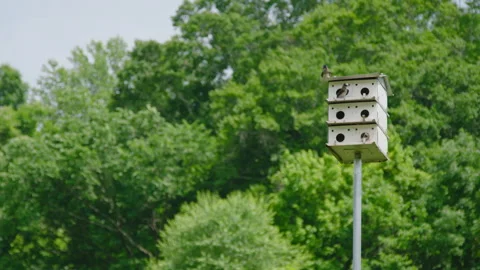 Finch flies off a Birdhouse Stock Footage 312006347
