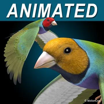 Finch ( Flying ) 3D Model