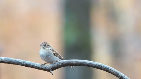 Finch Stock Footage 32861478
