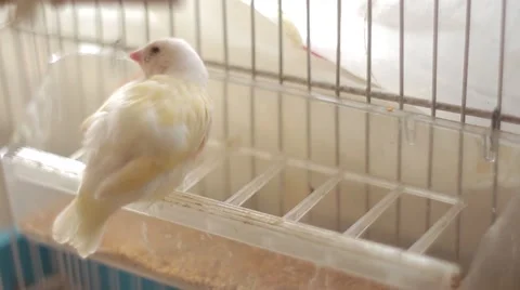 Finch Stock Footage 51350587