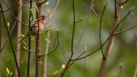 Finch Stock Footage 234646801