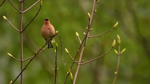 Finch Stock Footage 234647193