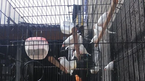 Finch Stock Footage 253274163