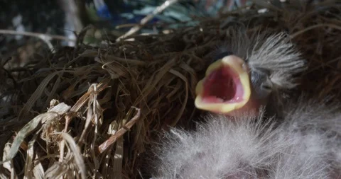 Finch hatchlings in a nest Stock Footage 130143704